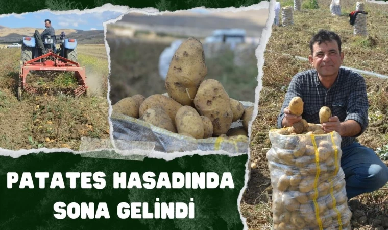 Patates Hasadında Sona Gelindi