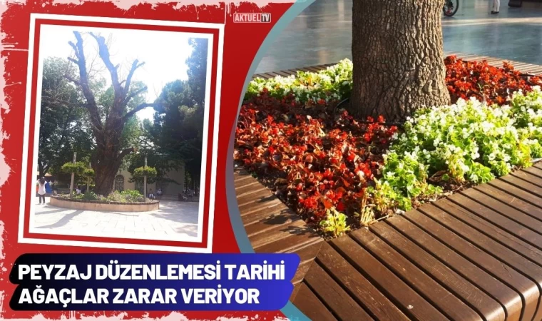 Peyzaj Düzenlemesi Tarihi Ağaçlar Zarar Veriyor