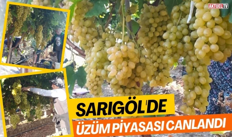 Sarıgöl'de Üzüm Piyasası Canlandı