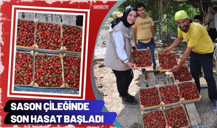 Sason Çileğinde Son Hasat Başladı