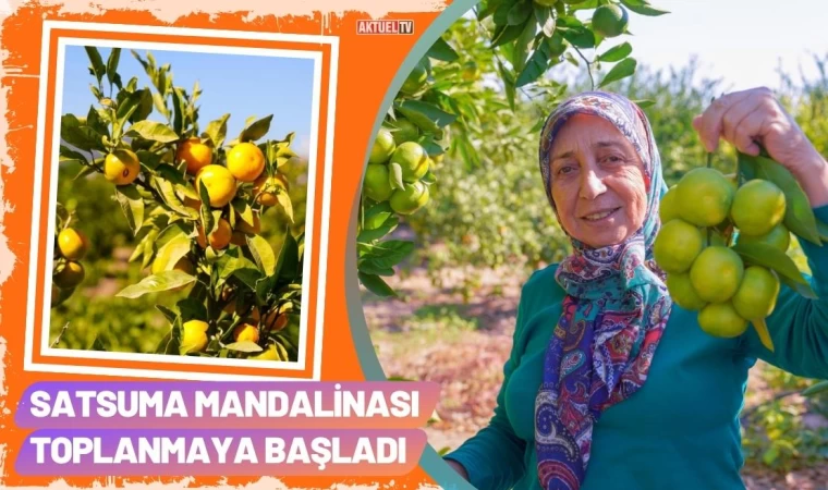 Satsuma Mandalinası Toplanmaya Başladı