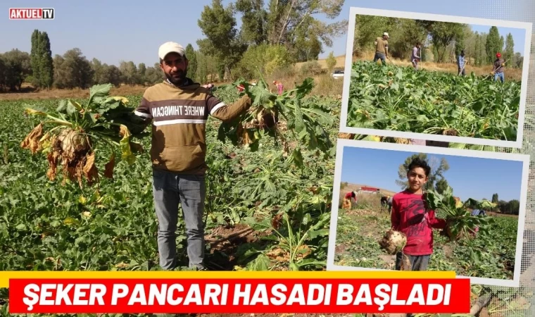 Şeker Pancarı Hasadı Başladı