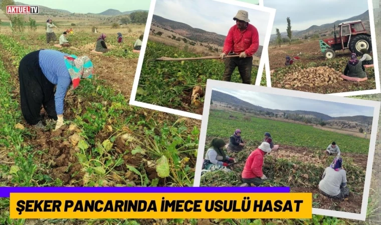 Şeker Pancarında İmece Usulü Hasat