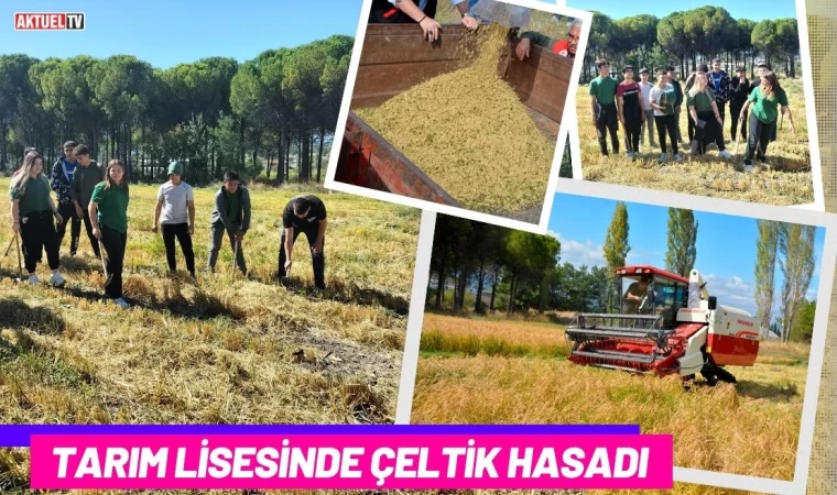 Tarım Lisesinde Çeltik Hasadı