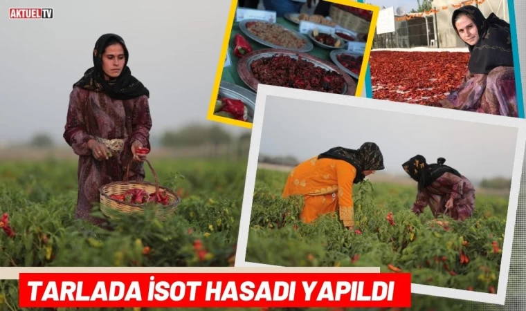 Tarlada İsot Hasadı Yapıldı