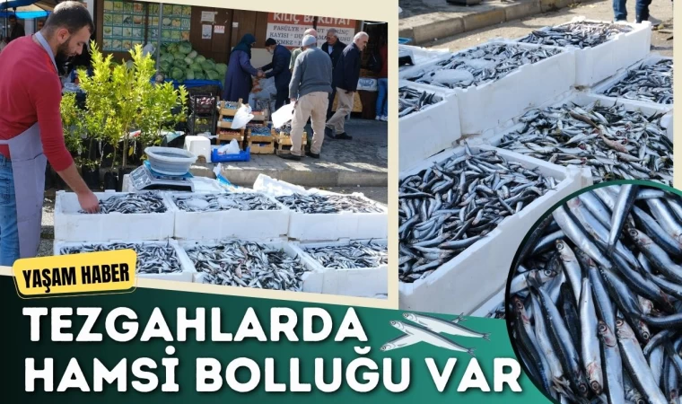 Tezgahlarda Hamsi Bolluğu Var