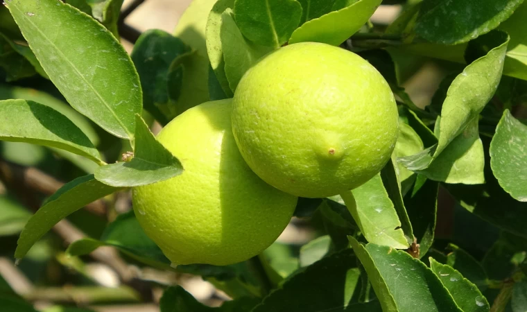 Üreticinin Umudu Limonda