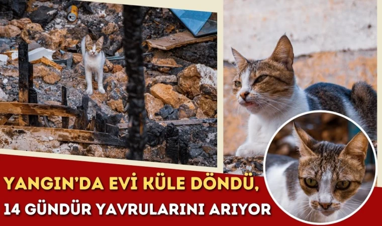 Yangın’da Evi Küle Döndü, 14 Gündür Yavrularını Arıyor