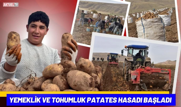 Yemeklik ve Tohumluk Patates Hasadı Başladı