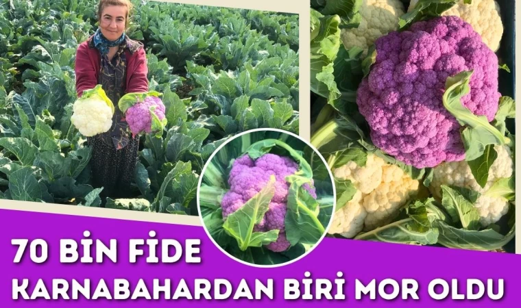 70 Bin Fide Karnabahardan Biri Mor Oldu