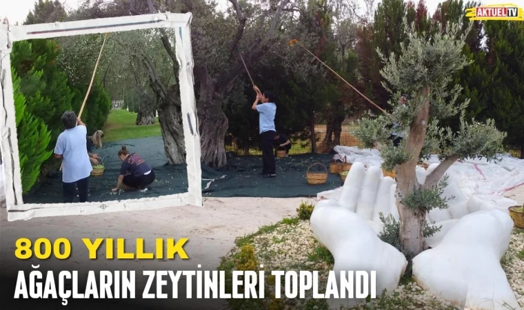 800 Yıllık Ağaçların Zeytinleri Toplandı