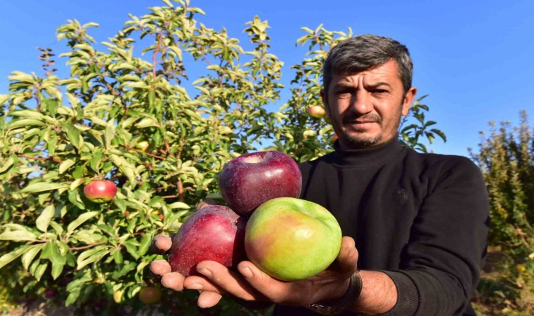 Ahlat Elması Pazarlarda Yerini Aldı