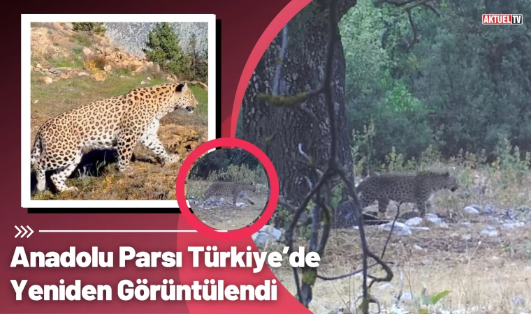 Anadolu Parsı Türkiye’de Yeniden Görüntülendi