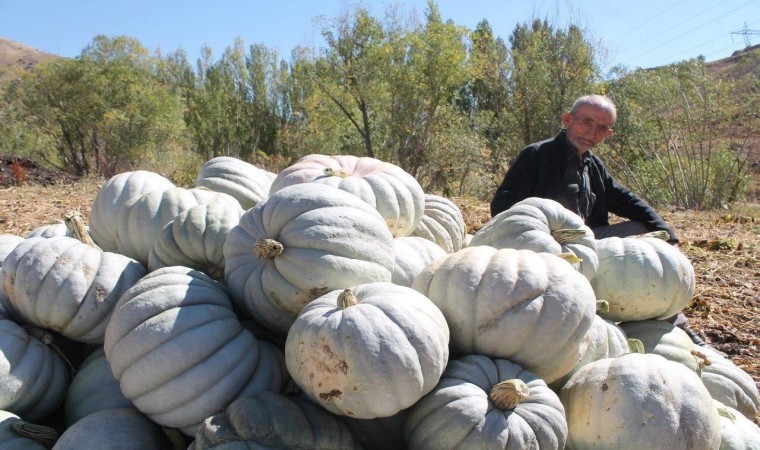 Bal Kabağı Tarlada Satılıyor