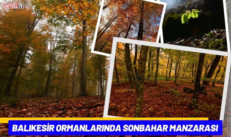 Balıkesir Ormanlarında Sonbahar Manzarası