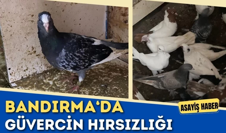 Bandırma’da Güvercin Hırsızlığı