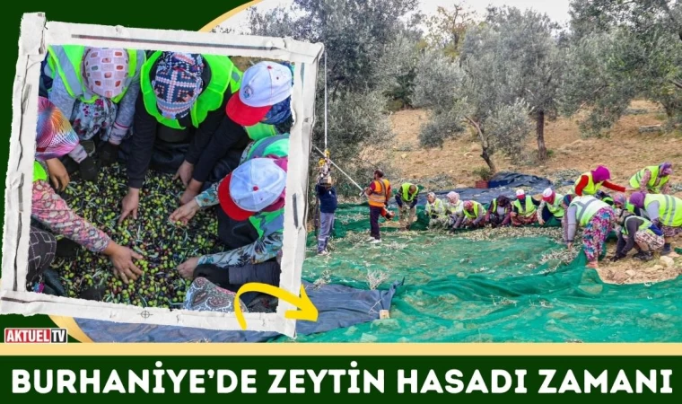 Burhaniye’de Zeytin Hasadı Zamanı