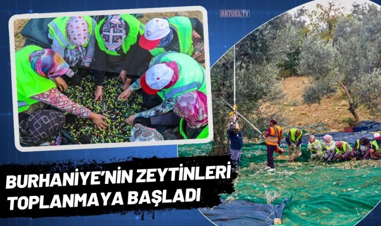 Burhaniye’nin Zeytinleri Toplanmaya Başladı