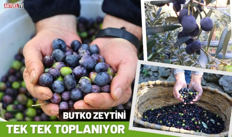 Butko Zeytini Tek Tek Toplanıyor