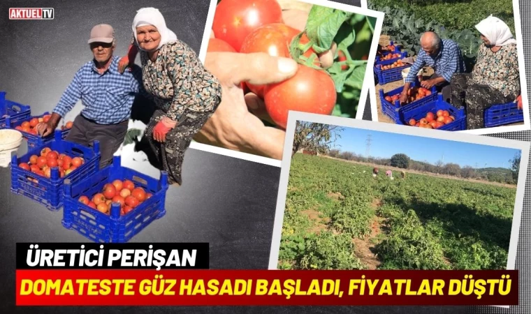 Domateste Güz Hasadı Başladı, Fiyatlar Düştü