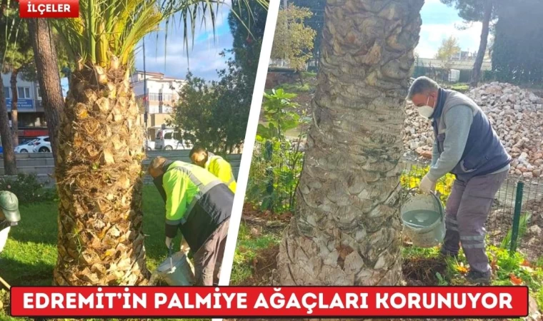 Edremit’in Palmiye Ağaçları Korunuyor