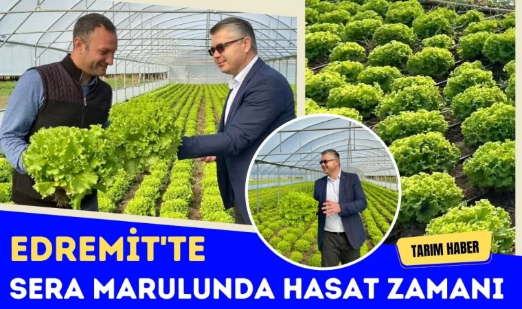 Edremit'te Sera Marulunda Hasat Zamanı