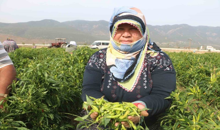 ’En Acı’ Hasat Başladı