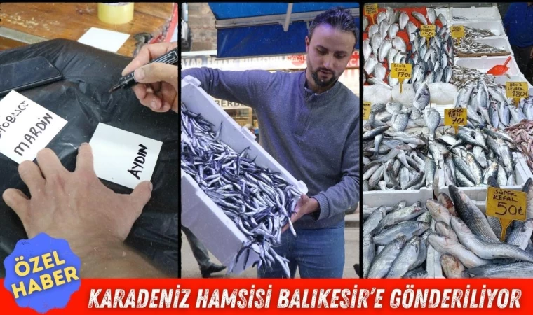 Hamsi Balıkesir ve Çanakkale’de Rağbet Görüyor