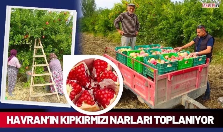 Havran’ın Kıpkırmızı Narları Toplanıyor