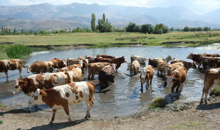 Hayvancılık Destekleme Başvuru Tarihleri Açıklandı