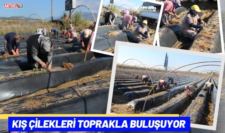 Kış Çilekleri Toprakla Buluşuyor