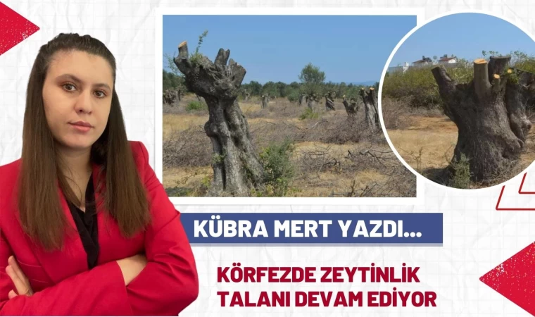 Körfezde Zeytinlikler Talan Ediliyor