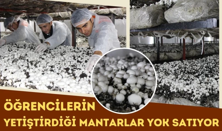 Öğrencilerin Yetiştirdiği Mantarlar Yok Satıyor