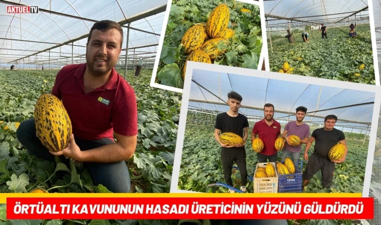 Örtüaltı Kavununun Hasadı Üreticinin Yüzünü Güldürdü