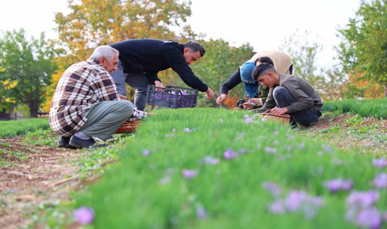 Safran'ın Kilosu 200 Bin Liraya Satılıyor