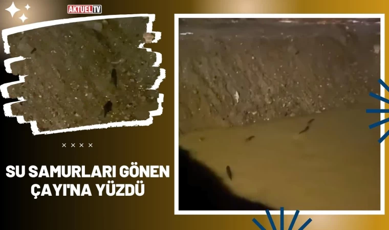 Su Samurları Gönen Çayı'na Yüzdü