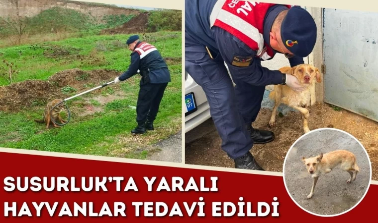 Susurluk’ta Yaralı Hayvanlar Tedavi Edildi