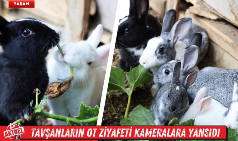 Tavşanların Ot Ziyafeti Kameralara Yansıdı