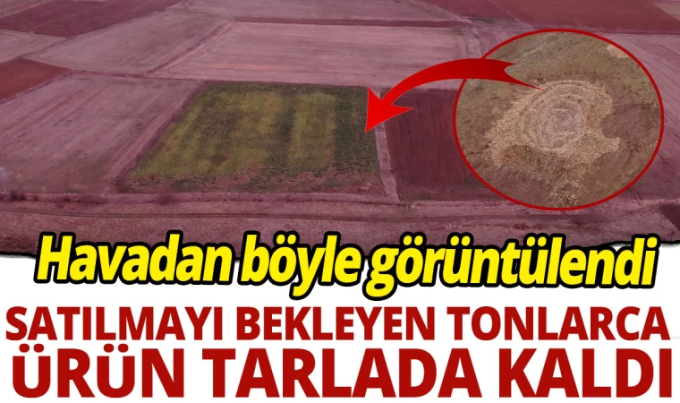 Tonlarca Ürün Satılamayınca Tarlada Kaldı