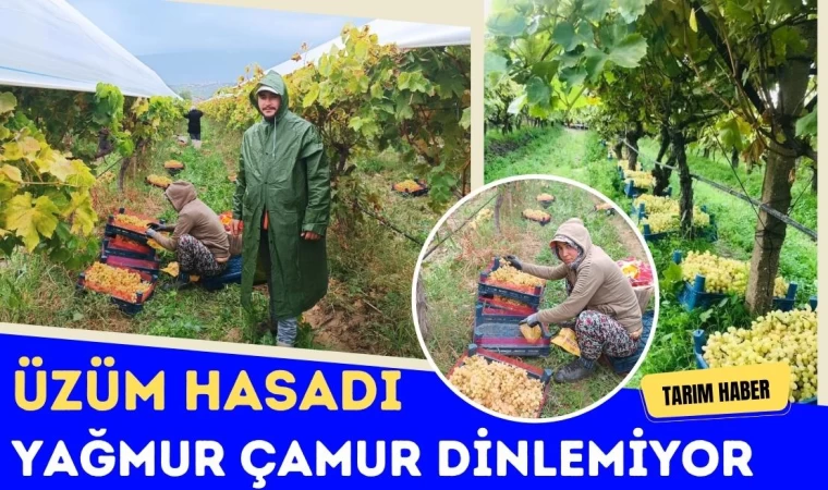 Üzüm Hasadı Yağmur Çamur Dinlemiyor