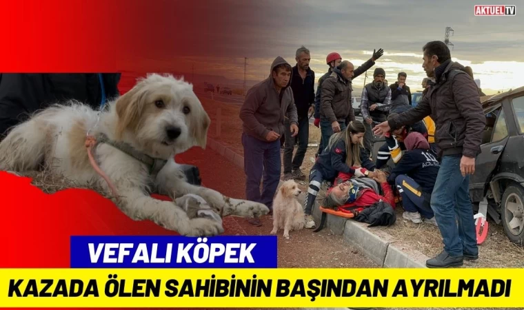 Vefalı Köpek Kazada Ölen Sahibinin Başından Ayrılmadı