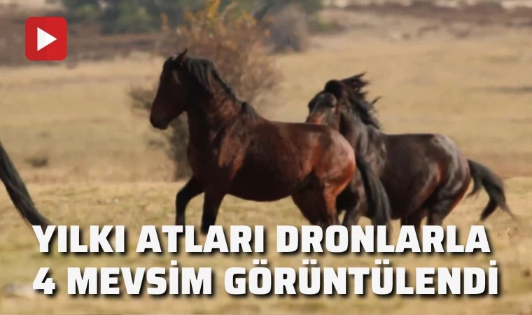 Yılkı Atları Dronlarla 4 Mevsim Görüntülendi