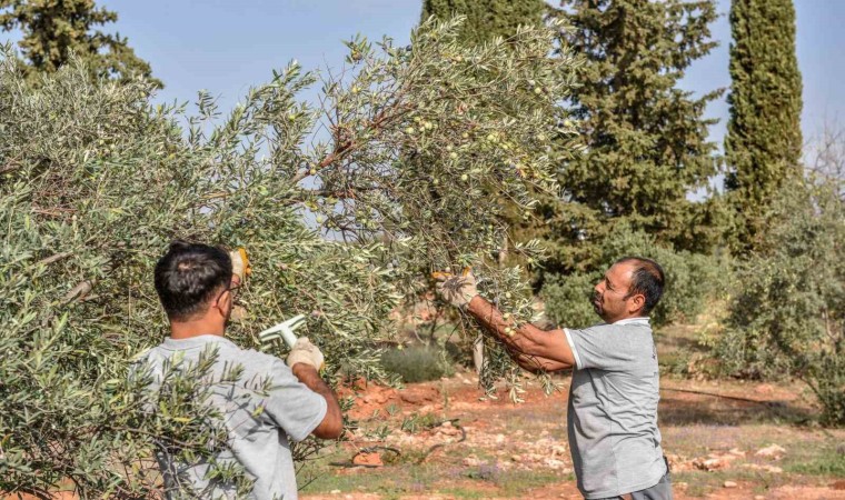 Zeytin Hasadı Sürüyor