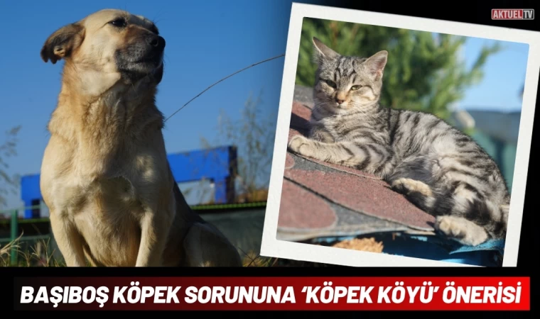 Başıboş Köpek Sorununa ‘Köpek Köyü’ Önerisi