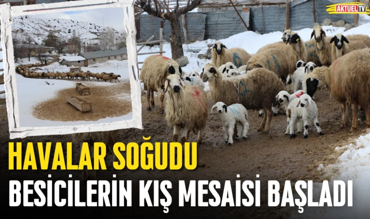 Besicilerin Kış Mesaisi Başladı