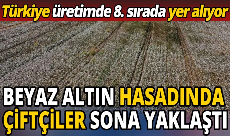 Beyaz Altın Hasadı Sona Yaklaştı