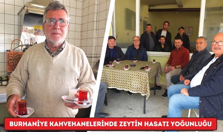 Burhaniye Kahvehanelerinde Zeytin Hasatı Yoğunluğu