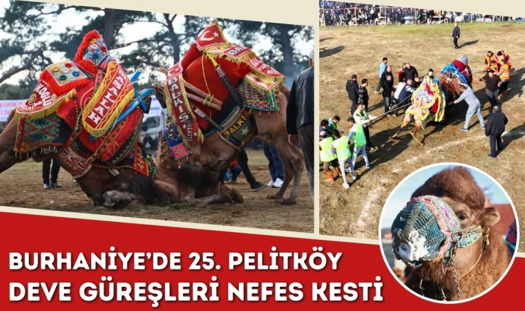 Burhaniye’de 25. Pelitköy Deve Güreşleri Nefes Kesti