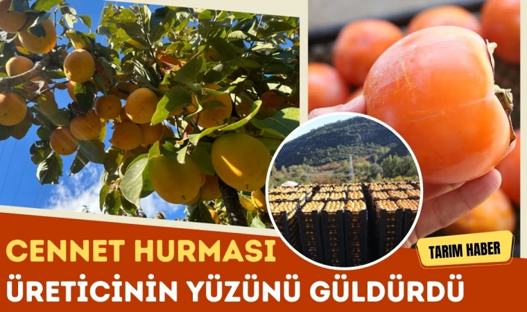 Cennet Hurması Üreticinin Yüzünü Güldürdü