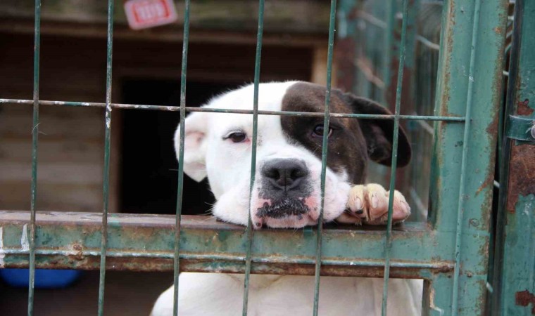 Hareketsiz Kalmak Köpek Saldırılarını Engelleyebilir